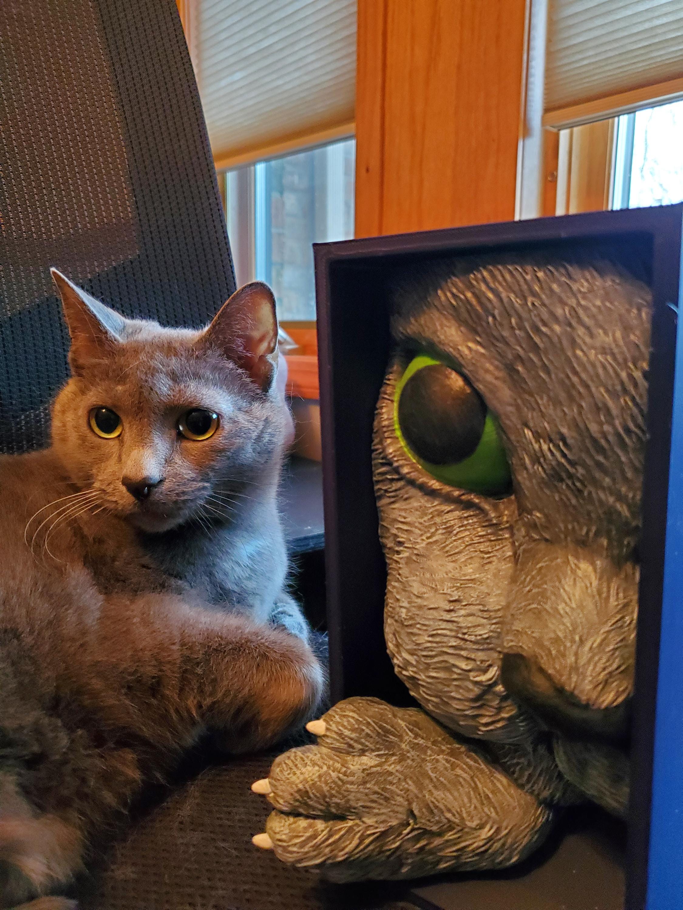 Cat’s Curiosity Book Nook