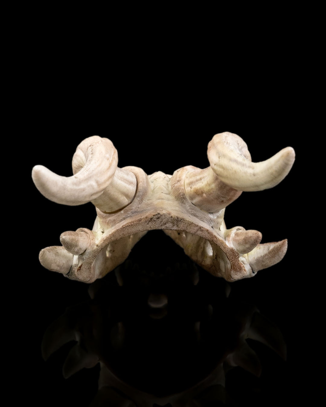 Dragon Skull Trophy Hair Pin – A Warrior’s Keepsake