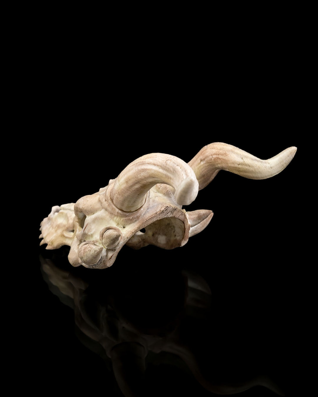 Dragon Skull Trophy Hair Pin – A Warrior’s Keepsake