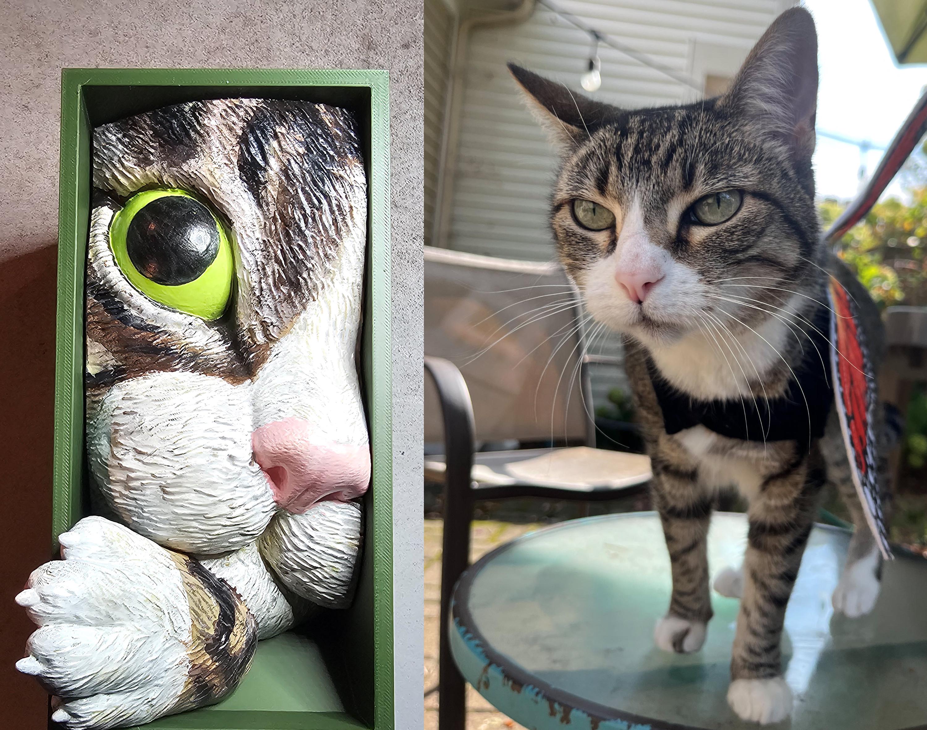 Cat’s Curiosity Book Nook